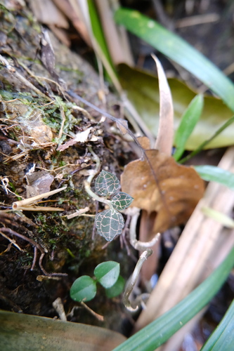 Anoectochilus roxburghii, photograph 3
