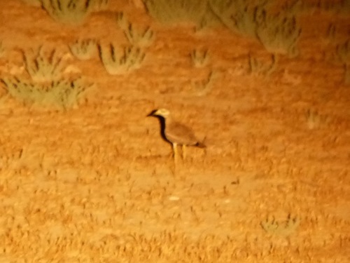 Alcaraván común (Burhinus oedicnemus)