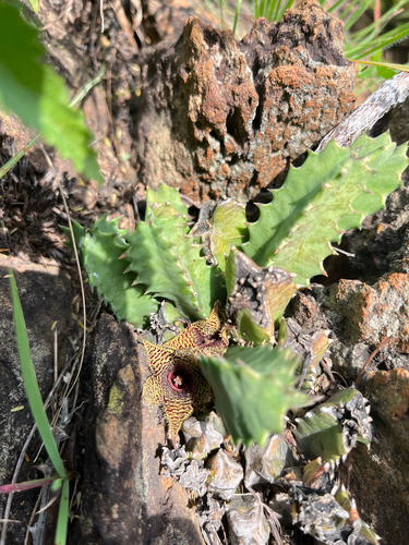 Ceropegia stapelioides