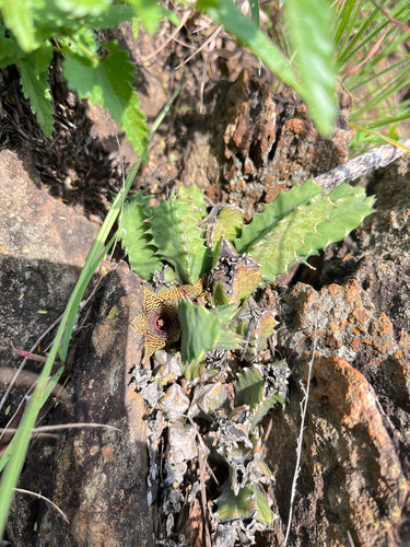 Ceropegia stapelioides
