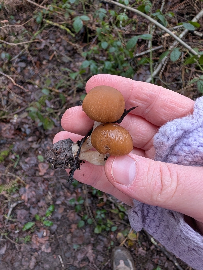 Psathyrella piluliformis · January 2026 · photo: © heather-hyfae (iNaturalist, cc-by)