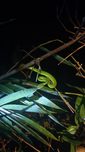 Trimeresurus albolabris