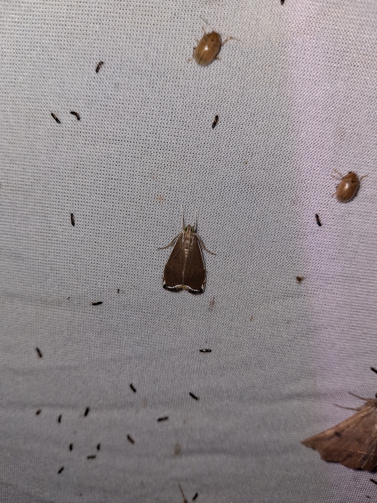 Trischistognatha palindialis