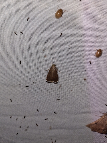 Trischistognatha palindialis