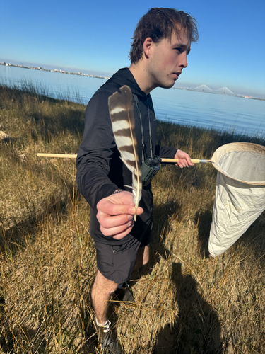 Plume de Balbuzard pêcheur