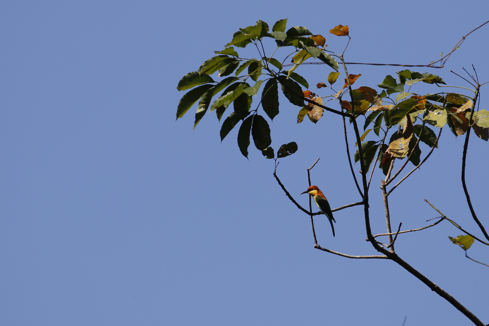 Chestnut-headed Bee-eater (Merops leschenaulti), photo 9