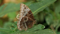 Morpho helenor marinita