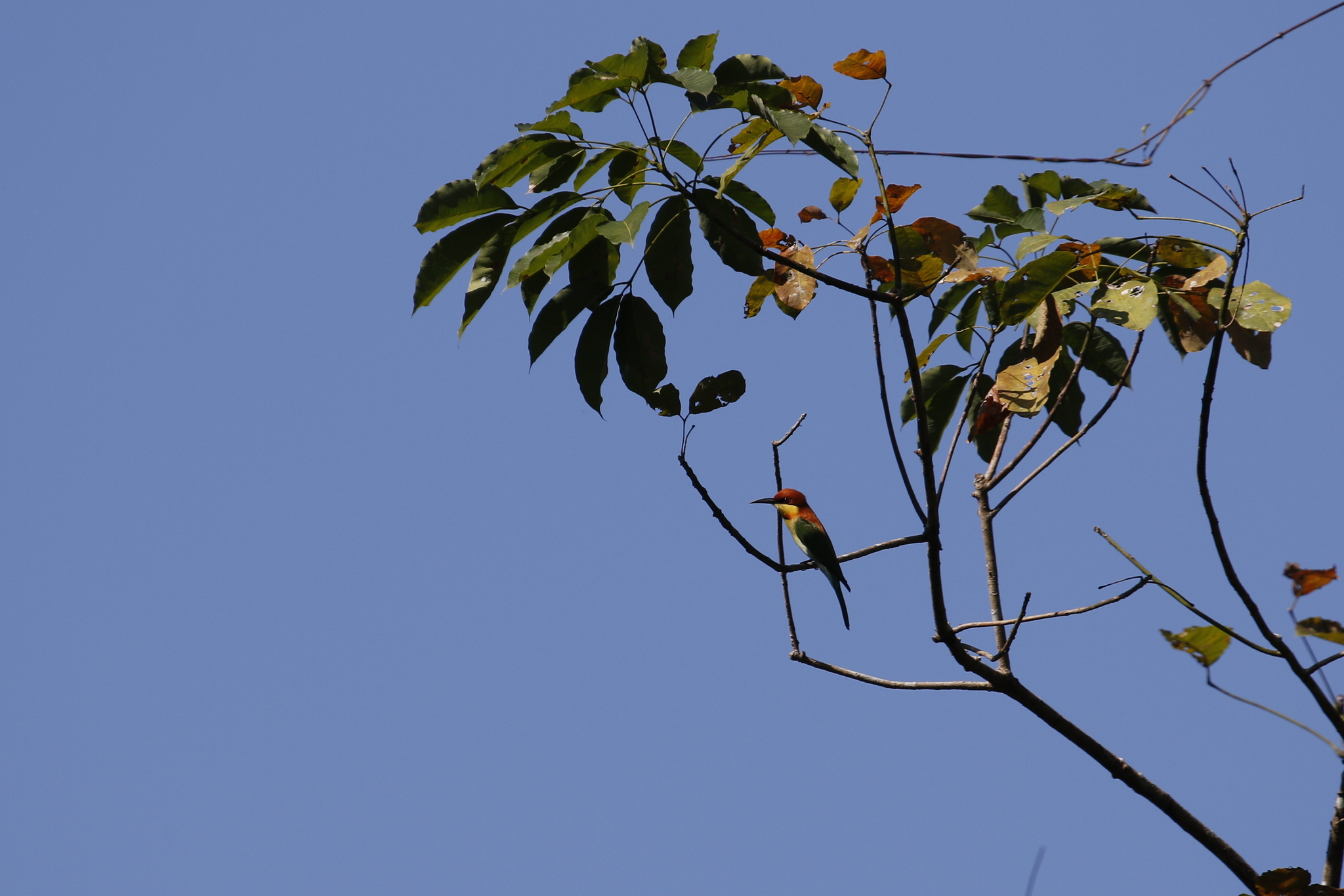 Chestnut-headed Bee-eater (Merops leschenaulti), photo 10