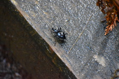 Scaphinotus angusticollis