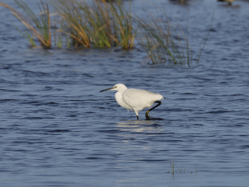 iNaturalist: (c) Jeremy Barker, some rights reserved (CC BY-NC), uploaded by Jeremy Barker iNaturalist image