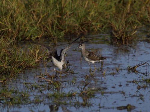 iNaturalist: (c) Jeremy Barker, some rights reserved (CC BY-NC), uploaded by Jeremy Barker iNaturalist image