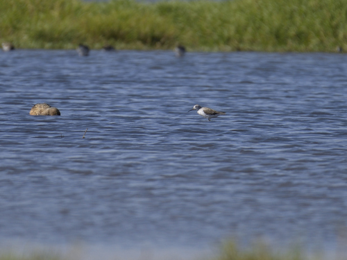 iNaturalist: (c) Jeremy Barker, some rights reserved (CC BY-NC), uploaded by Jeremy Barker iNaturalist image