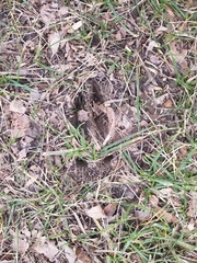 Odocoileus virginianus