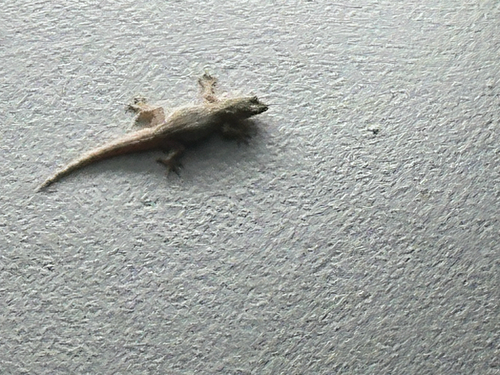 Flat-tailed House Gecko