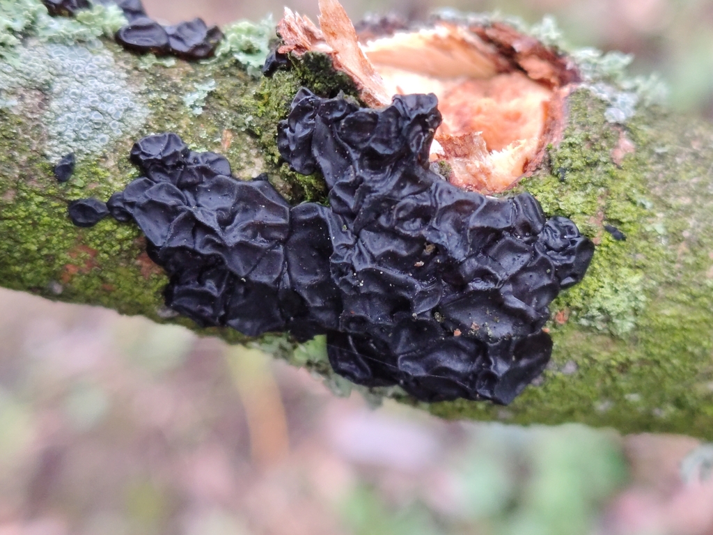Exidia nigricans · January 2026 · photo: © davidhanks (iNaturalist, cc0)