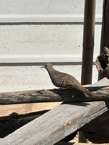 Zebra Dove