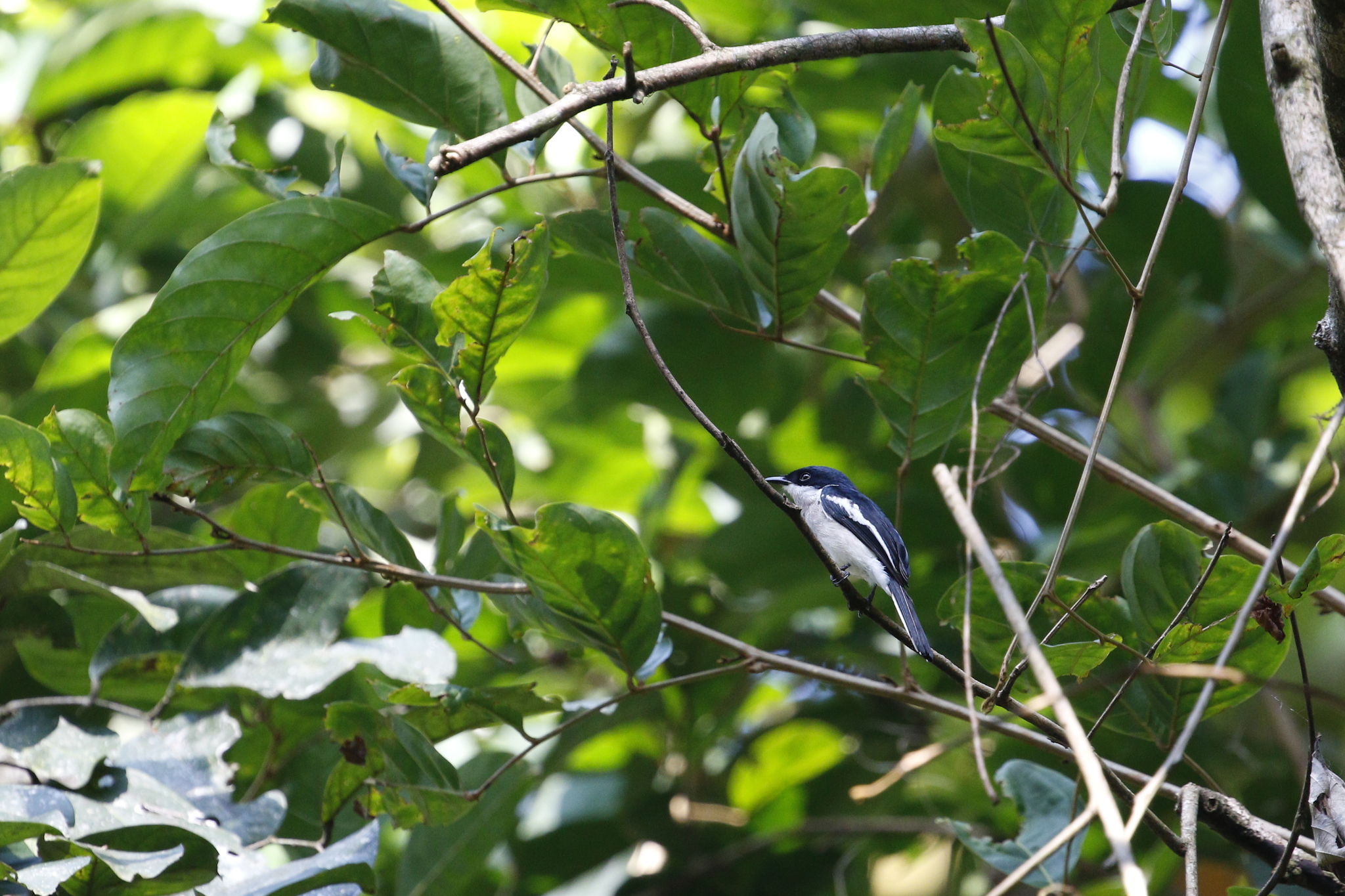 Bar-winged Flycatcher-shrike (Hemipus picatus), photo 2