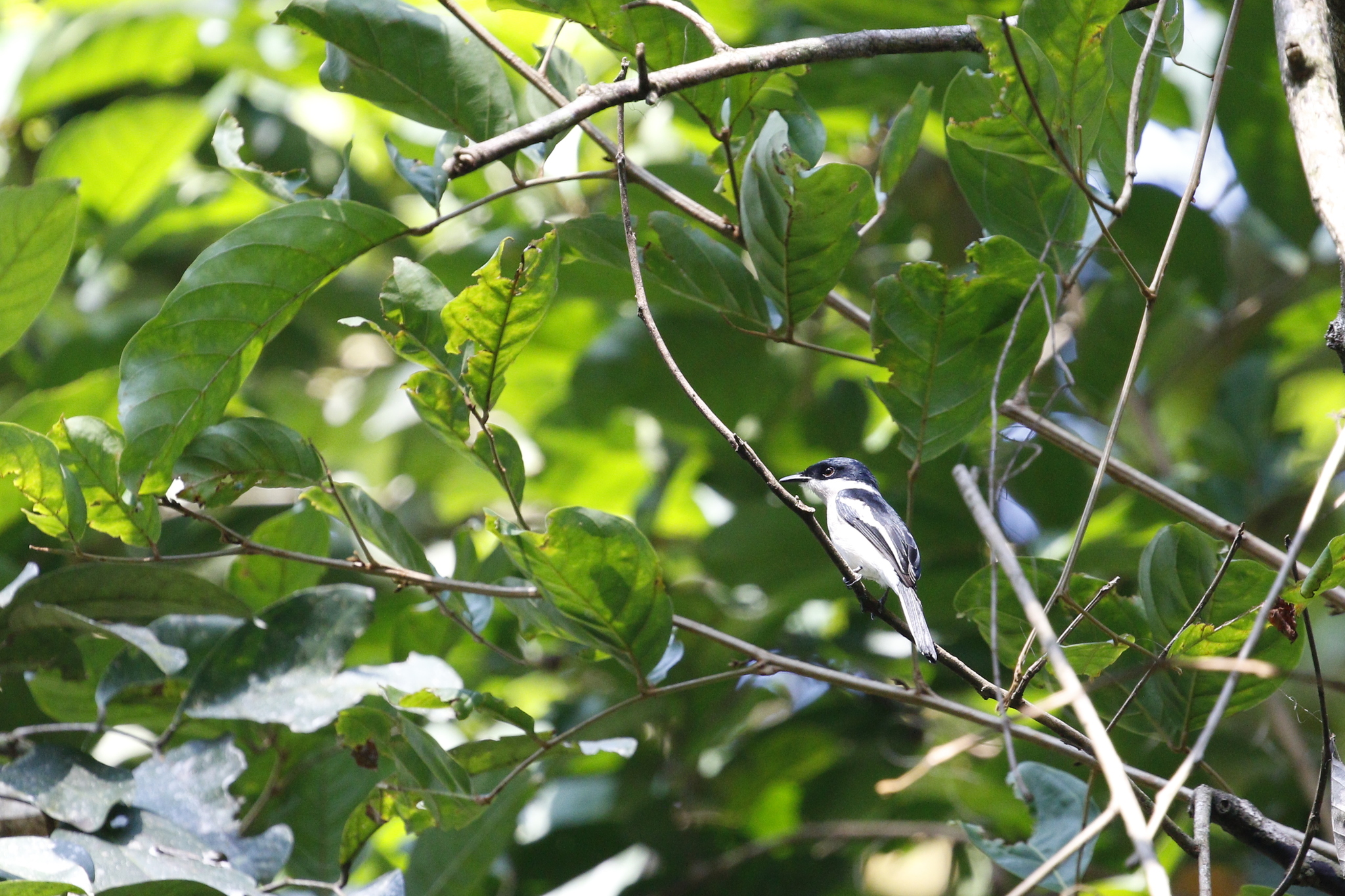 Bar-winged Flycatcher-shrike (Hemipus picatus), photo 3