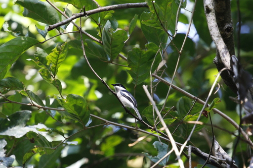 Bar-winged Flycatcher-shrike (Hemipus picatus), photo 10