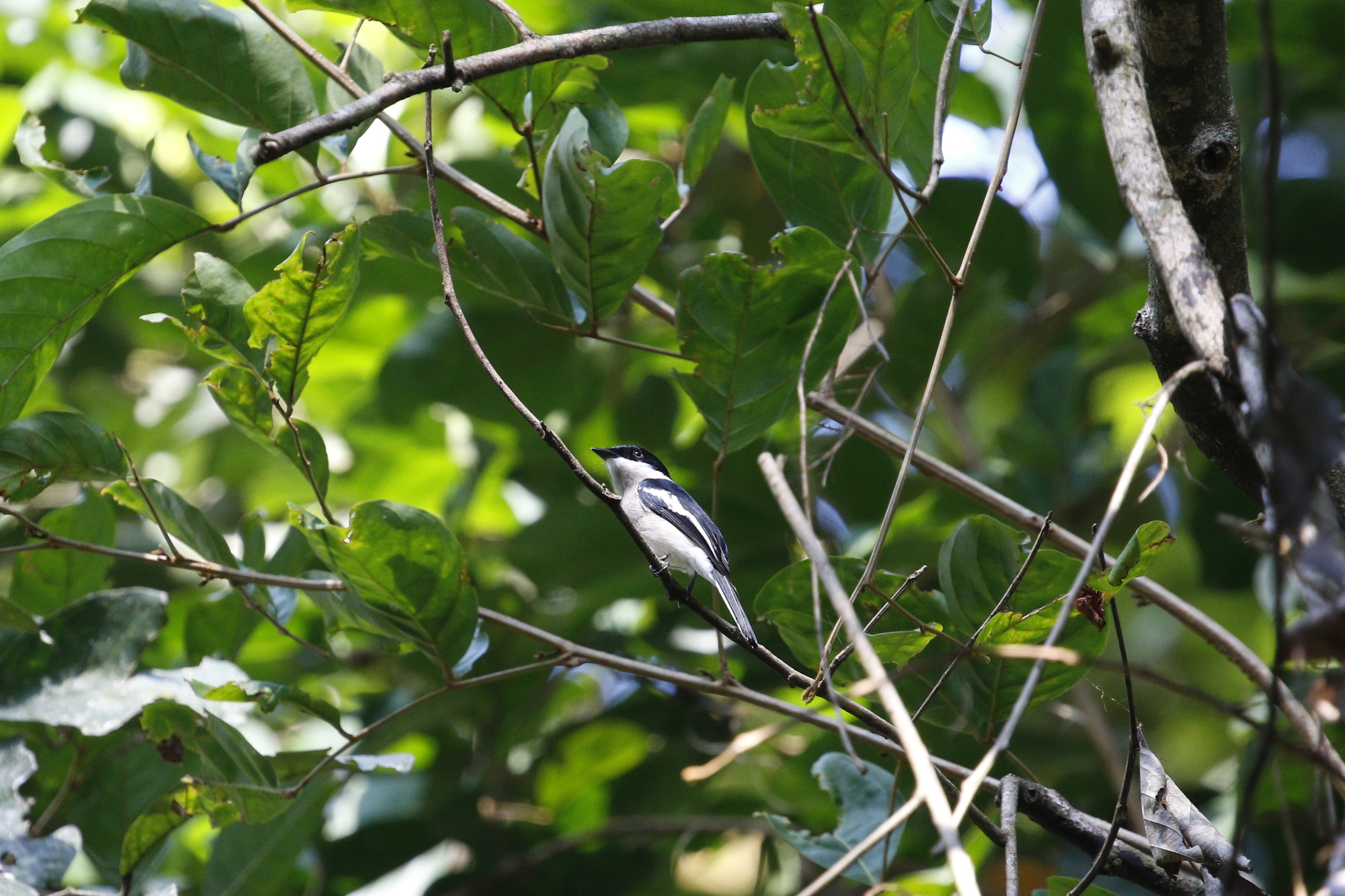 Bar-winged Flycatcher-shrike (Hemipus picatus), photo 4
