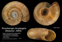 Paracharopa chrysaugeia image