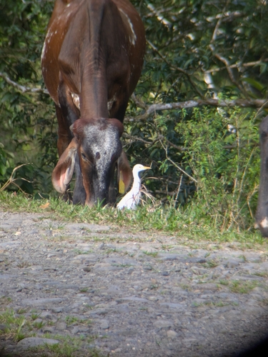 iNaturalist: (c) codymitchell56, some rights reserved (CC BY-NC), uploaded by codymitchell56 iNaturalist image