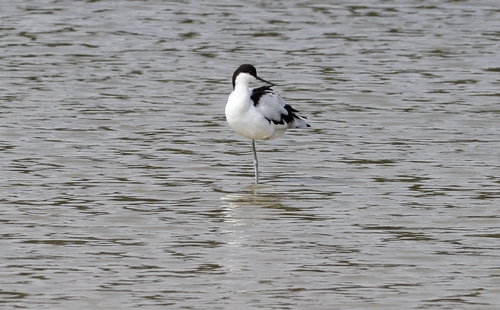 iNaturalist: (c) Goofy Ko, some rights reserved (CC BY-NC), uploaded by Goofy Ko iNaturalist image