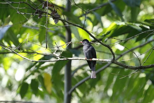 Square-tailed Bulbul (Hypsipetes ganeesa), photo 2