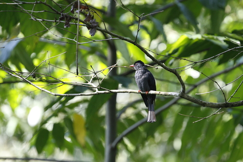 Square-tailed Bulbul (Hypsipetes ganeesa), photo 3
