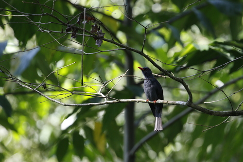 Square-tailed Bulbul (Hypsipetes ganeesa), photo 5