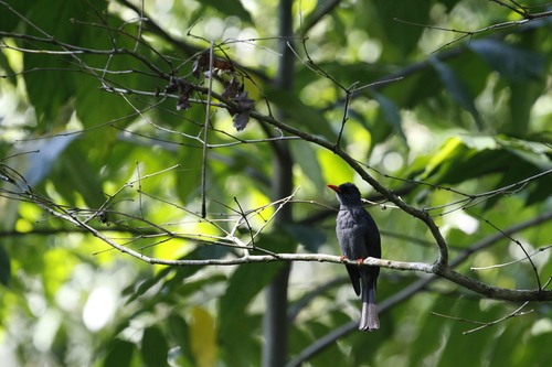 Square-tailed Bulbul (Hypsipetes ganeesa), photo 4