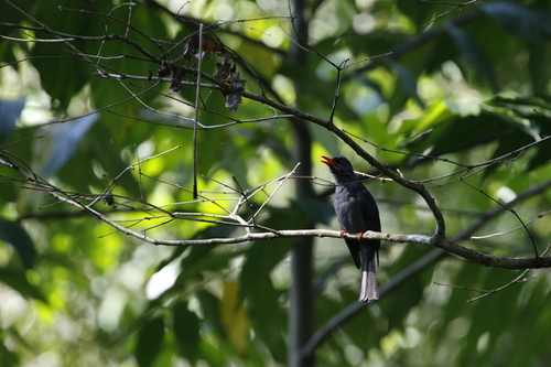 Square-tailed Bulbul (Hypsipetes ganeesa), photo 6