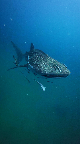 Rhincodon typus