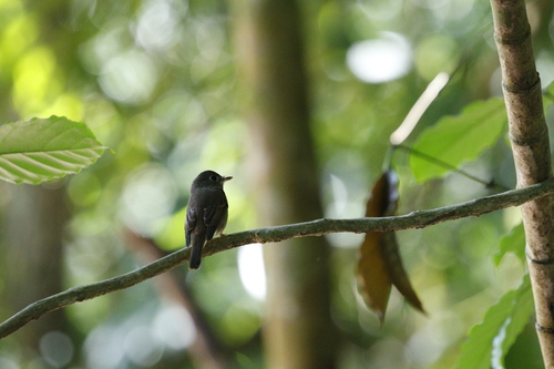 Brown-breasted Flycatcher (Muscicapa muttui)
