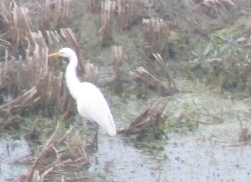Medium Egret