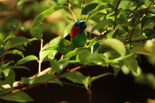Red-necked Tanager (Tangara cyanocephala), photo 5