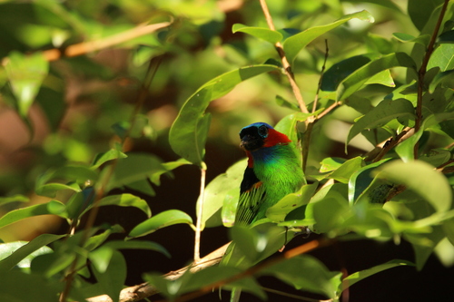 Red-necked Tanager (Tangara cyanocephala), photo 6