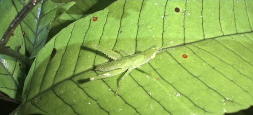 Pseudopyrgus curtipennis, 2026-01-29