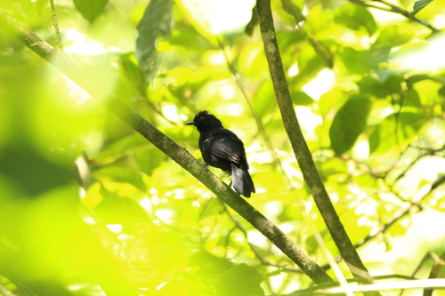 White-shouldered Fire-eye (Pyriglena leucoptera), photo 7