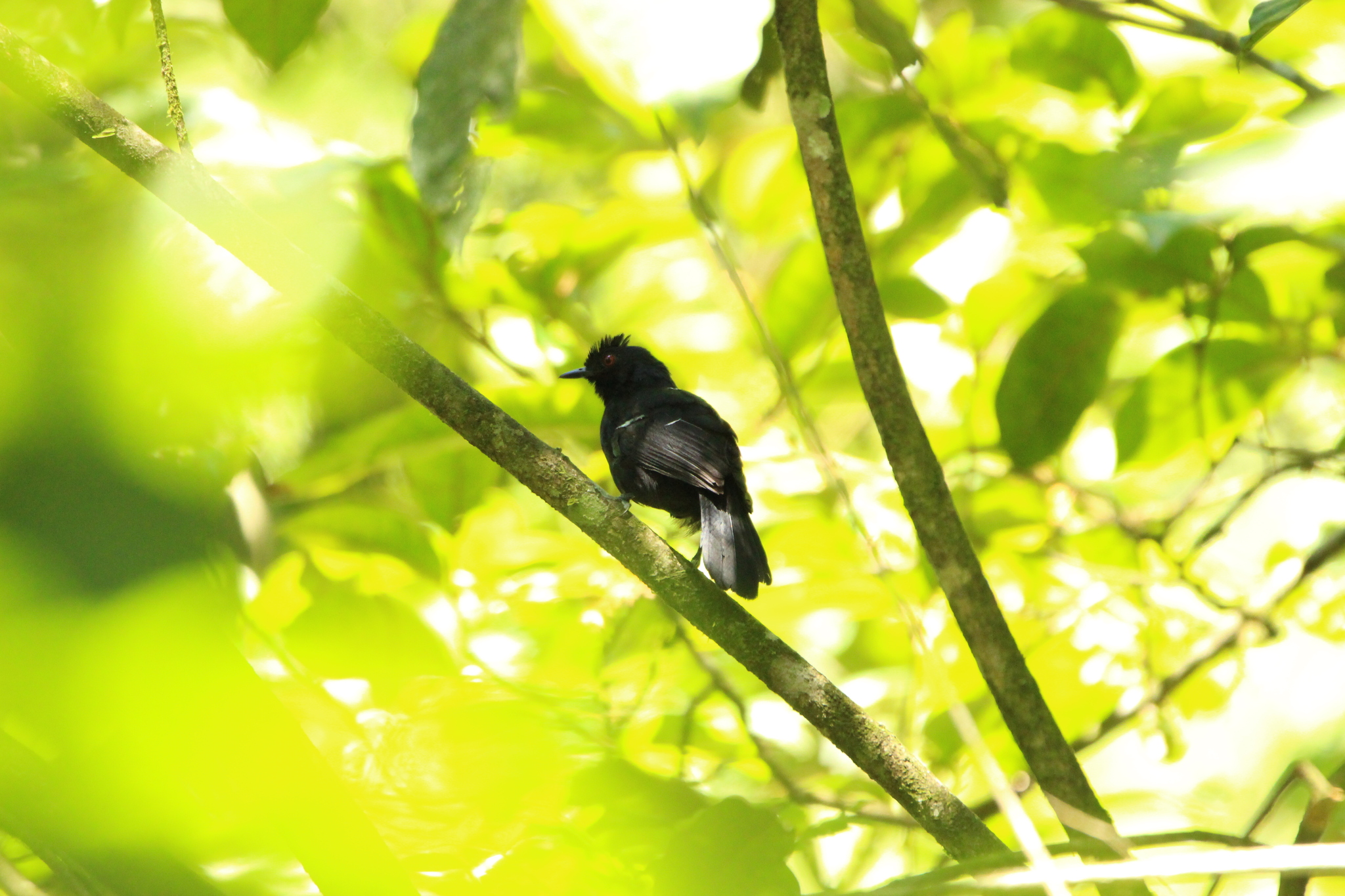 White-shouldered Fire-eye (Pyriglena leucoptera), photo 8