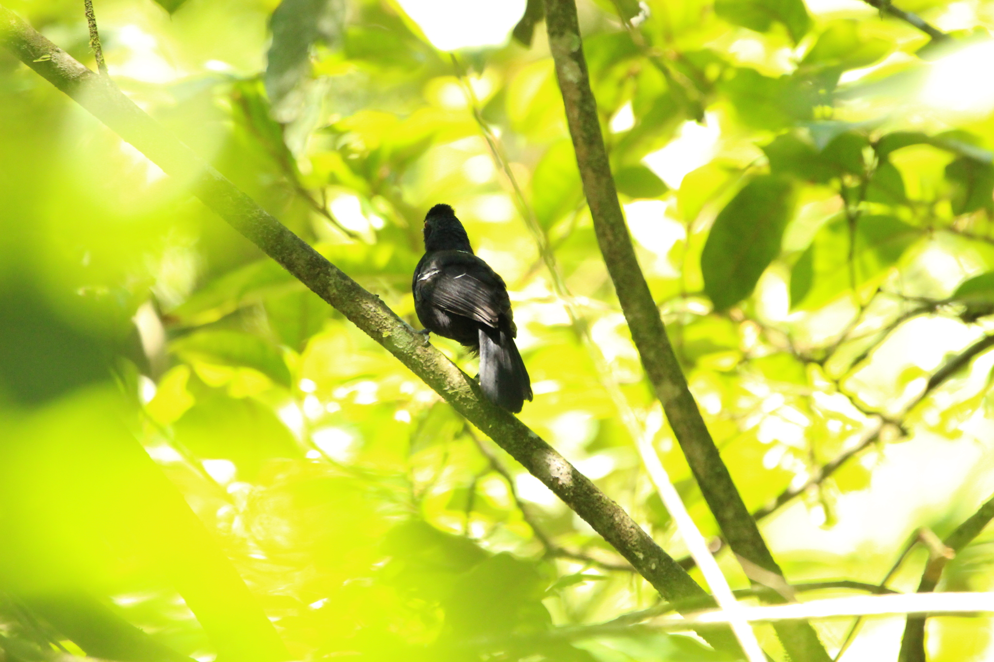 White-shouldered Fire-eye (Pyriglena leucoptera), photo 10