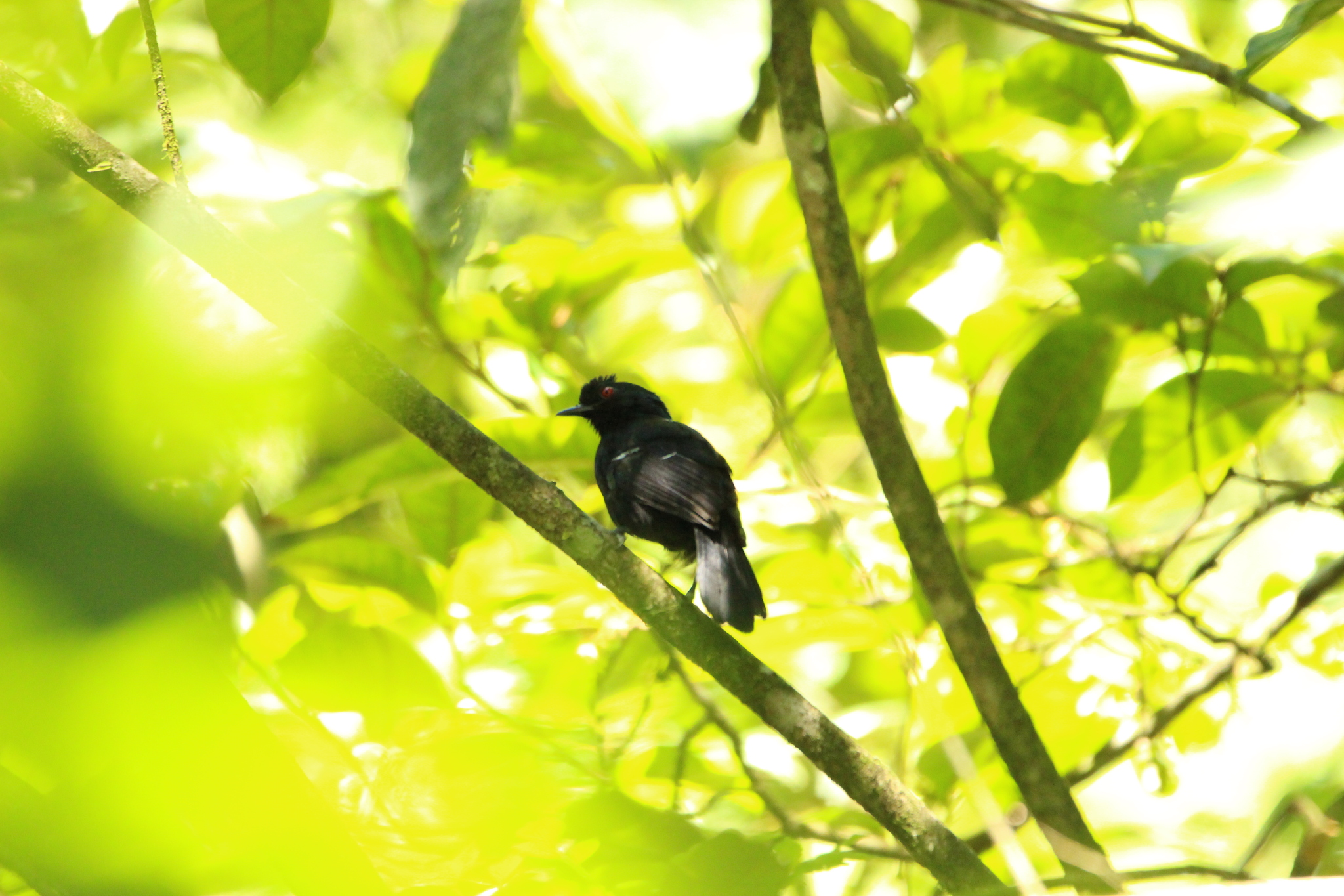 White-shouldered Fire-eye (Pyriglena leucoptera), photo 7