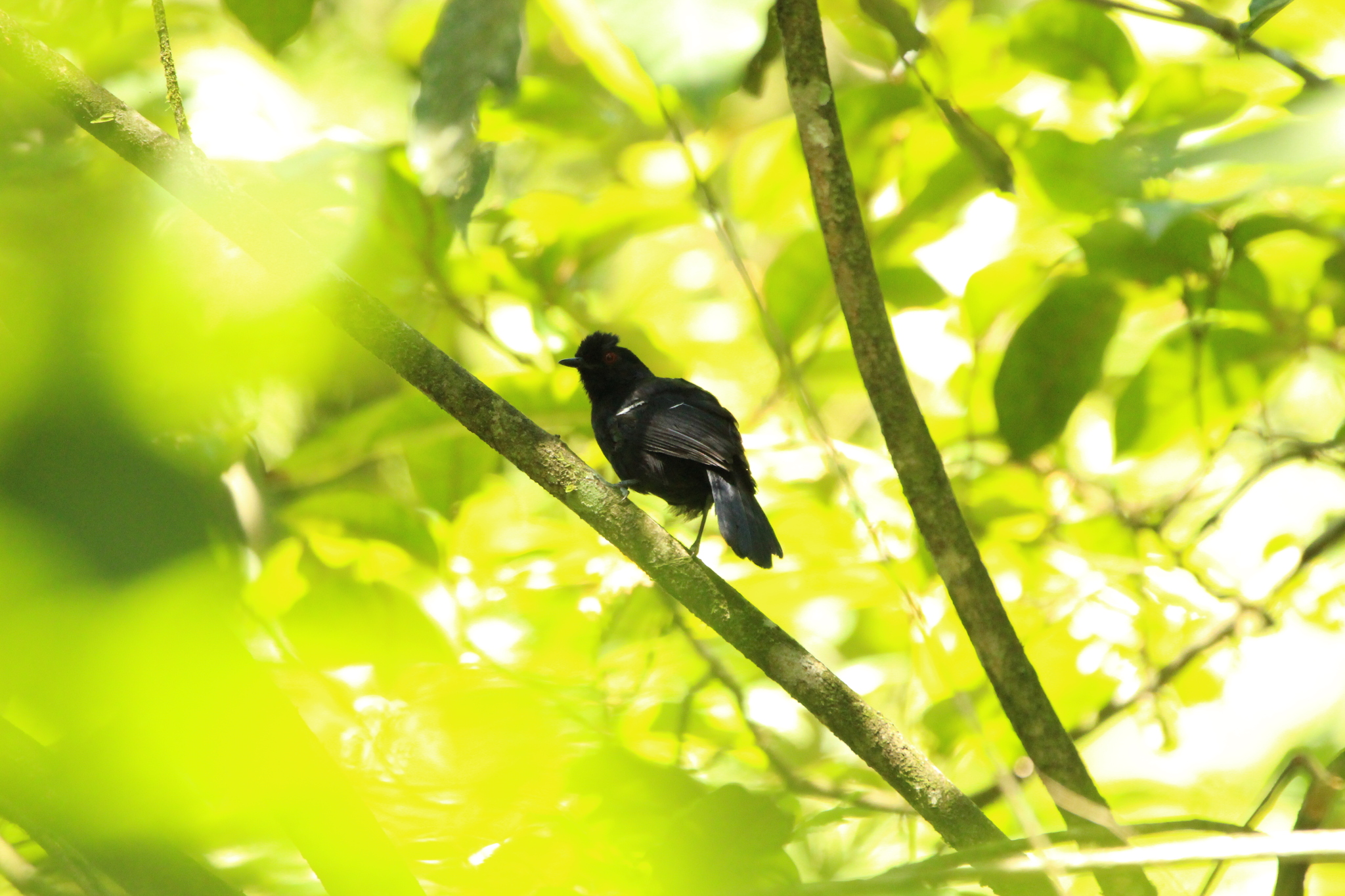 White-shouldered Fire-eye (Pyriglena leucoptera), photo 9