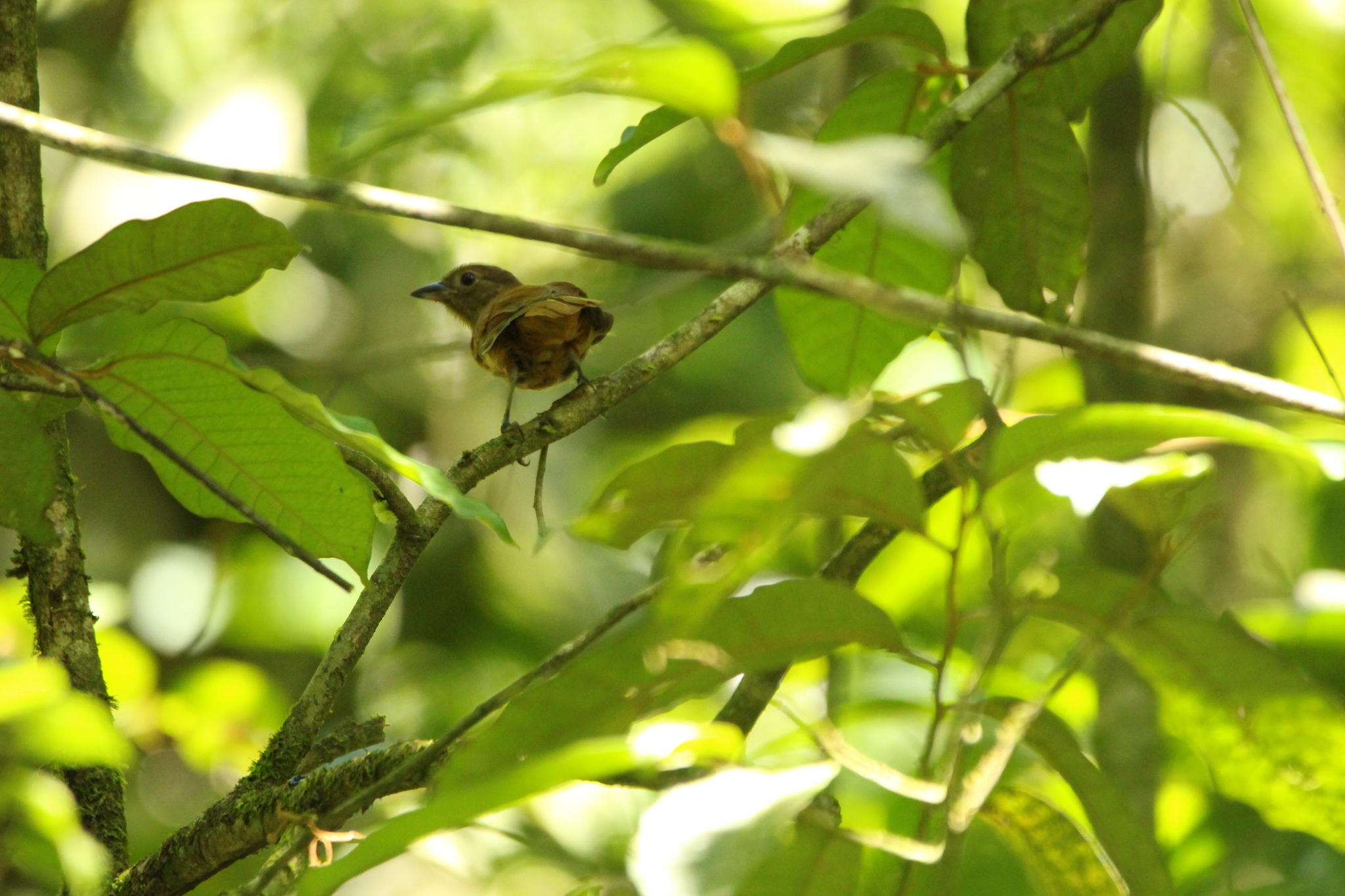 Ruby-crowned Tanager (Tachyphonus coronatus), photo 6
