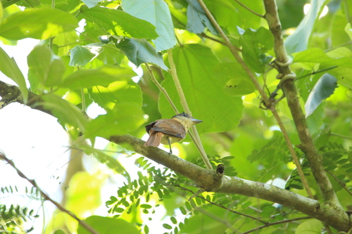 Crested Becard (Pachyramphus validus), photo 6