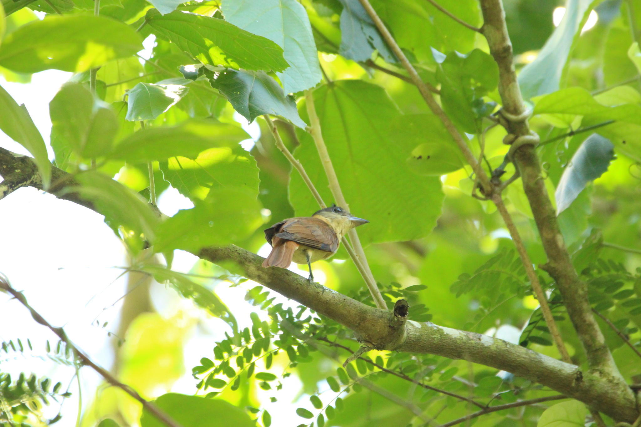 Crested Becard (Pachyramphus validus), photo 7