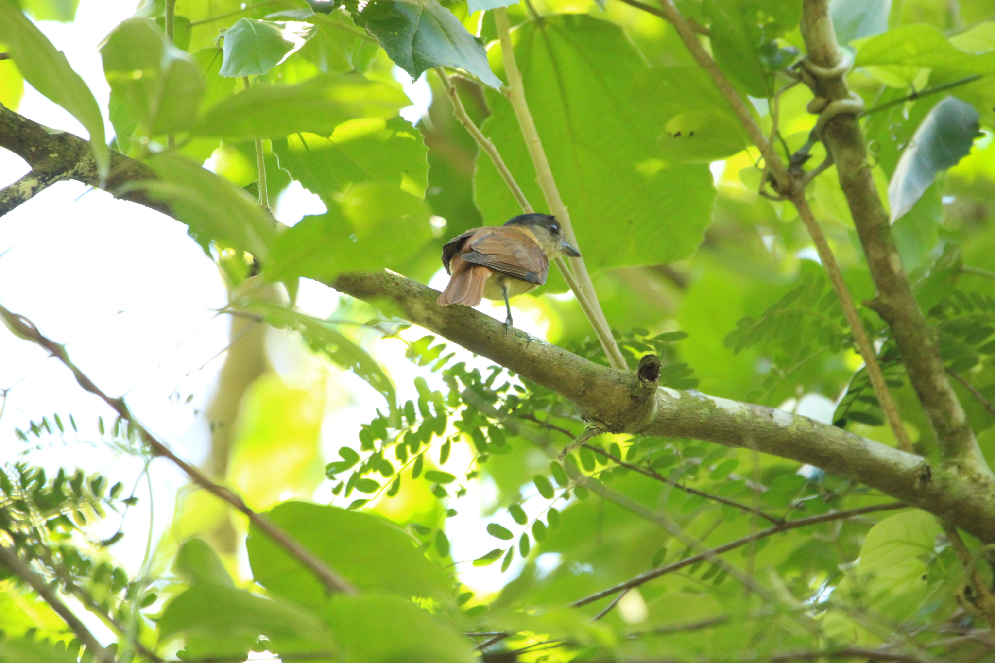 Crested Becard (Pachyramphus validus), photo 6