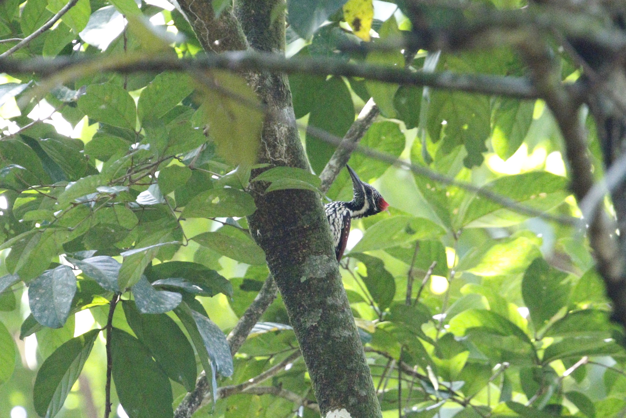 Red-backed Flameback (Dinopium psarodes), photo 1