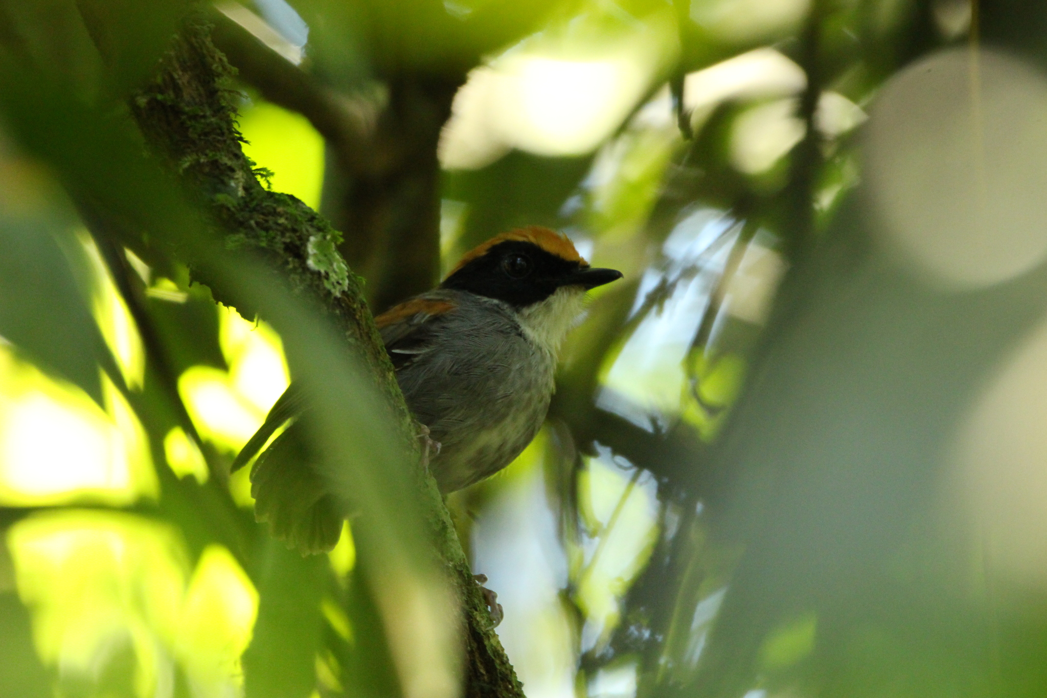 Black-cheeked Gnateater (Conopophaga melanops), photo 7