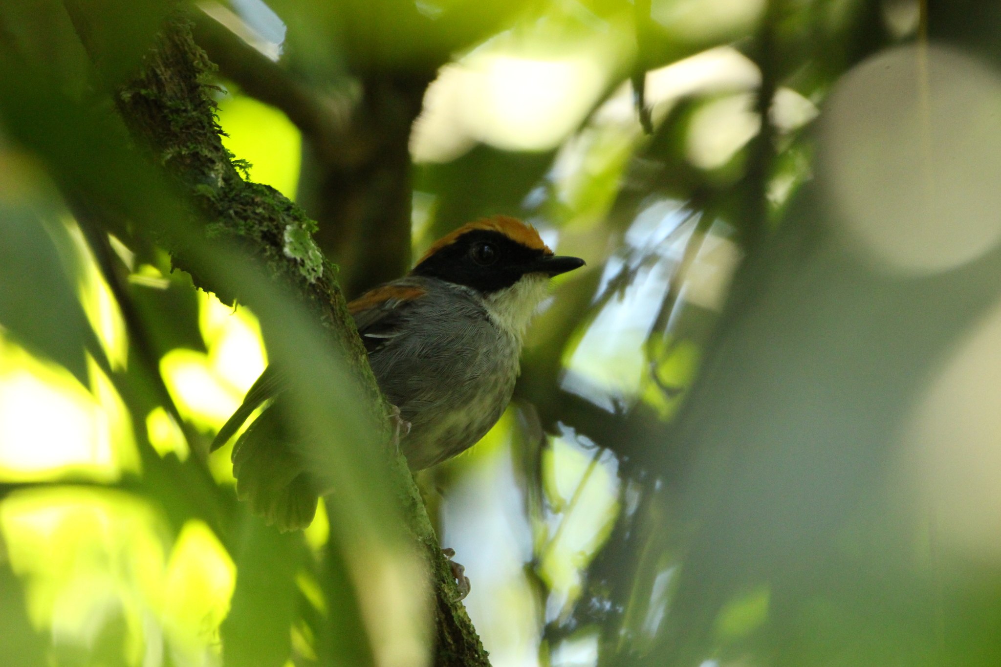 Black-cheeked Gnateater (Conopophaga melanops), photo 8